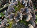 turkey tail